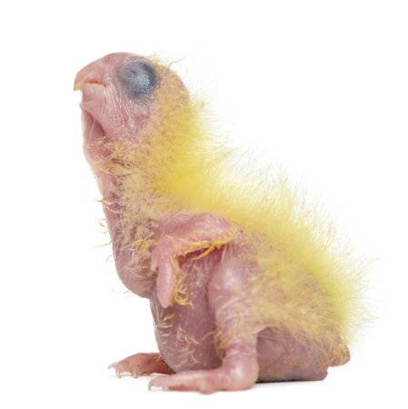 Sulphur-crested Cockatoo chick, Cacatua galerita, 4 days old against white backgroundの写真素材