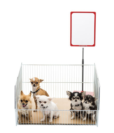 Chihuahuas in cage with white board against white backgroundの写真素材