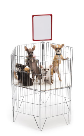 Chihuahuas in cage with white board against white backgroundの写真素材
