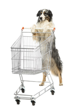 Australian Shepherd stand on hind legs and pushing a shopping cart against white backgroundの写真素材