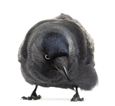 Western Jackdaw looking down, Corvus monedula, (or Eurasian Jackdaw, or European Jackdaw or simply Jackdaw) against white backgroundの写真素材