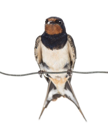 Barn Swallow, Hirundo rustica, perched on a wire against white backgroundの写真素材