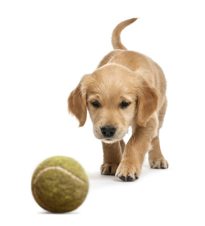 Golden retriever puppy, 7 weeks old, walking towards tennis ball against white backgroundの写真素材