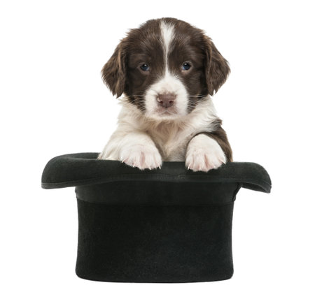 English Springer Spaniel, 5 weeks old, sitting in magician's hat, against white backgroundの写真素材