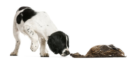 English Springer Spaniel sniffing dead duck against white backgroundの写真素材