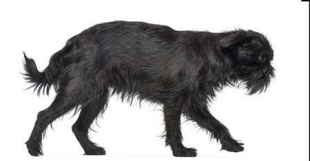 Side view of Griffon Bruxellois, 2 years old, walking against white backgroundの写真素材