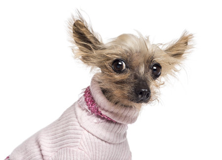 Chinese Crested Dog, 10 years old, dressed in pink and looking at camera against white backgroundの写真素材