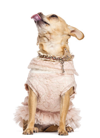 Chihuahua sitting looking up and sticking its tongue out against white backgroundの写真素材