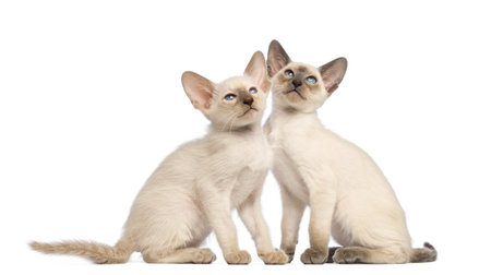 Two Oriental Shorthair kittens sitting and looking up against white backgroundの写真素材