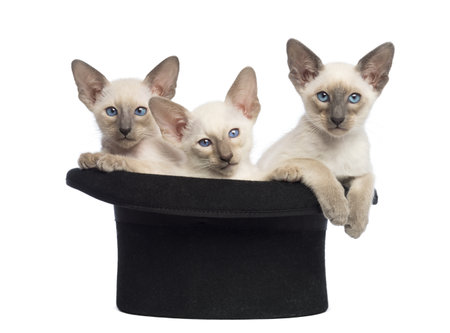 Three Oriental Shorthair kittens, 9 weeks old, sitting in magician's hat, against white backgroundの写真素材