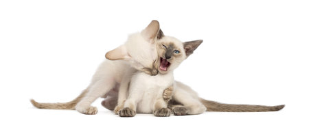Two Oriental Shorthair kittens, 9 weeks old, play fighting against white backgroundの写真素材