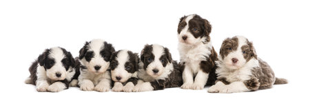 Group of Bearded Collie puppies, 6 weeks old, sitting and lying in a row against white backgroundの写真素材
