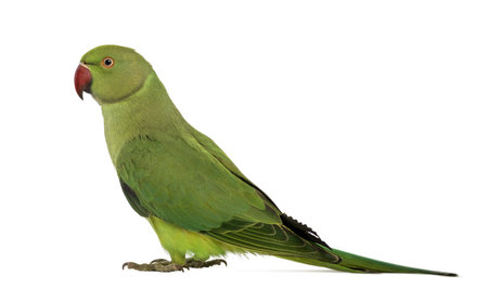 Side view of a Rose-ringed Parakeet, Psittacula krameri, also known as Ring-necked Parakeet against...