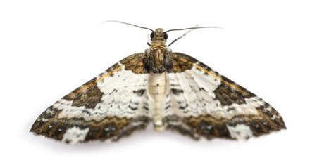 Top view of a Pretty Chalk Carpet moth, Melanthia procellata, against white backgroundの写真素材