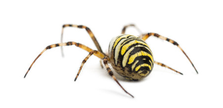 Rear view of a Wasp Spider, Argiope bruennichi, against white backgroundの写真素材