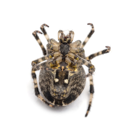 European garden spider, Araneus diadematus, lying on its back and curled up against white backgroundの写真素材