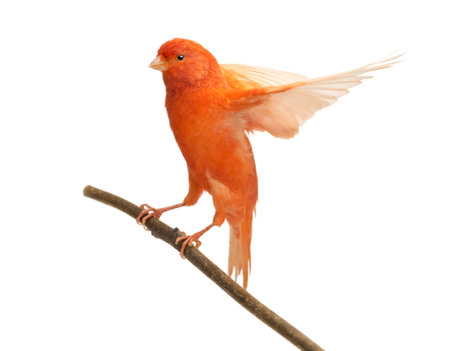 Red canary Serinus canaria, perched on a branch against white backgroundの写真素材