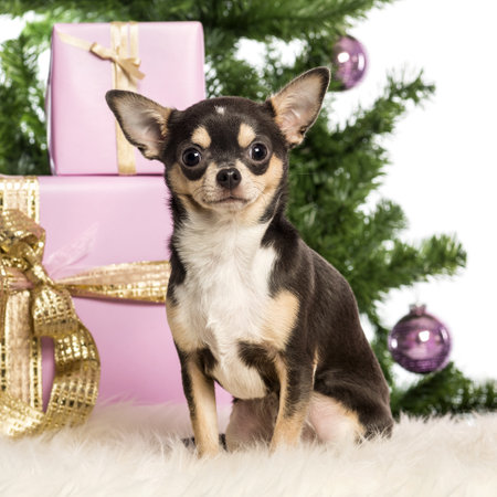 Chihuahua sitting in front of Christmas decorations against white backgroundの写真素材