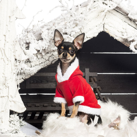 Chihuahua sitting and wearing a Christmas suit in front of Christmas nativity scene with Christmas tree and snow against white backgroundの写真素材