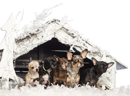 Chihuahua sitting in front of Christmas nativity scene with Christmas tree and snow against white backgroundの写真素材