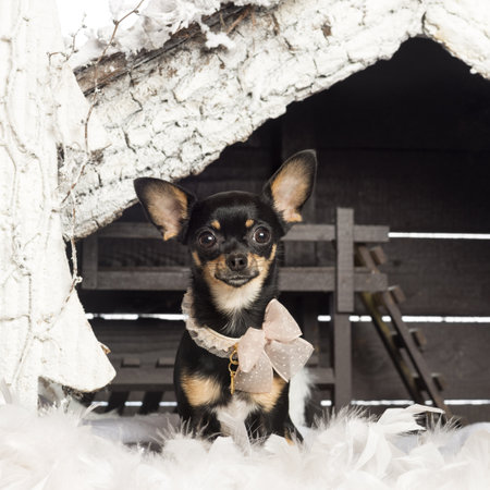 Chihuahua dressed and sitting in front of Christmas nativity scene with Christmas tree and snowの写真素材