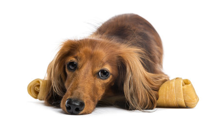 Dachshund, 4 years old, lying on bone against white backgroundの写真素材