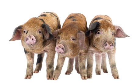 Front view of Three Oxford Sandy and Black piglets, 9 weeks old, against white backgroundの写真素材