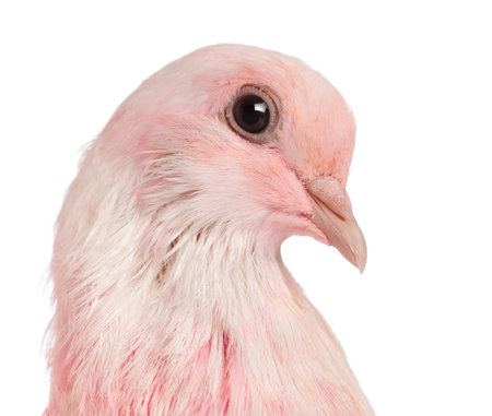 Close-up of a Pink Dove against white backgroundの写真素材