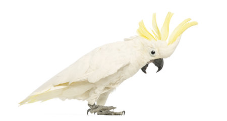 Sulphur-crested Cockatoo, Cacatua galerita, 30 years old, with crest up in front of white backgroundの写真素材