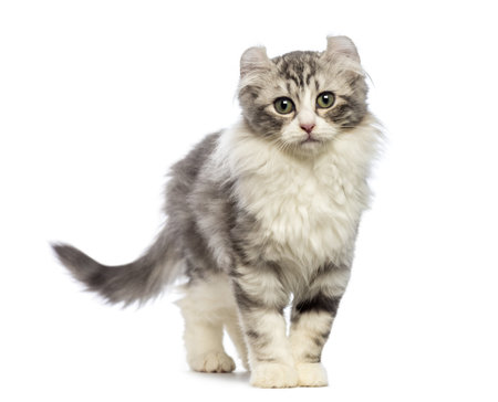 American Curl kitten, 3 months old, looking at the camera in front of white backgroundの写真素材