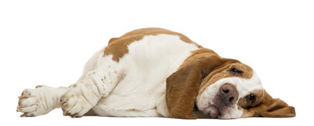 Basset Hound lying, isolated on whiteの写真素材