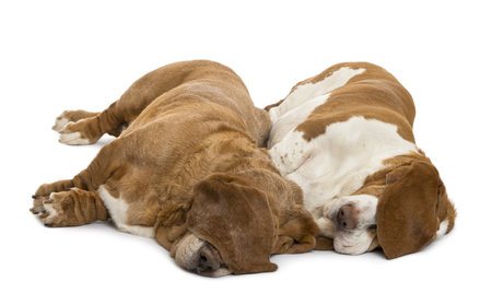 Two Basset Hounds lying and sleeping with their ears hiding their eyes, isolated on whiteの写真素材
