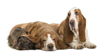 Two Basset Hounds and a Dachshund lying, isolated on white, isolated on whiteの写真素材