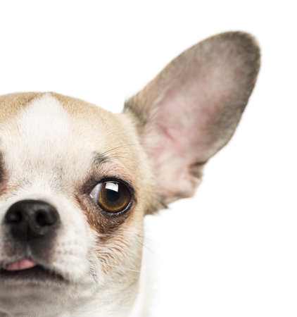Close-up of a Chihuahua (2 years old), isolated on whiteの写真素材