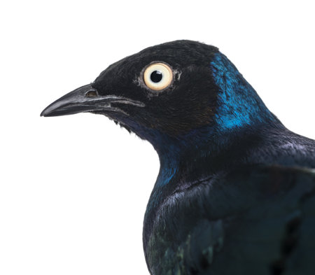 Close-up of a Superb Starling - Lamprotornis superbus - isolated on whiteの写真素材
