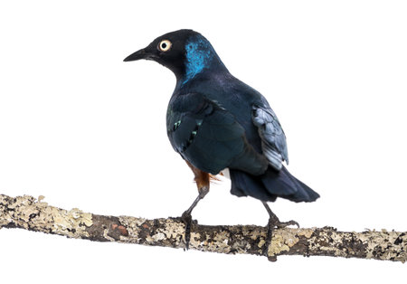 Superb Starling on a branch - Lamprotornis superbus - isolated on whiteの写真素材