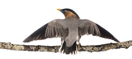 Brahminy Myna fly away from a branch - Sturnia pagodarum - isolated on whiteの写真素材