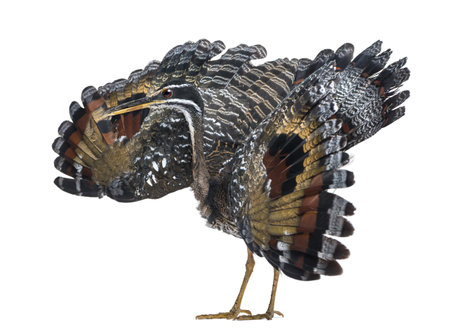 Threaten Sunbittern - Eurypyga helias - Isolated on Whiteの写真素材