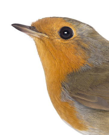 Close-up on a European Robin - Erithacus rubecula - isolated on whiteの写真素材