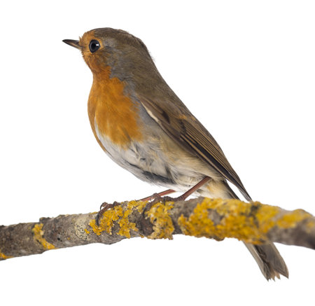 European Robin perched on a branch - Erithacus rubecula - isolated on whiteの写真素材