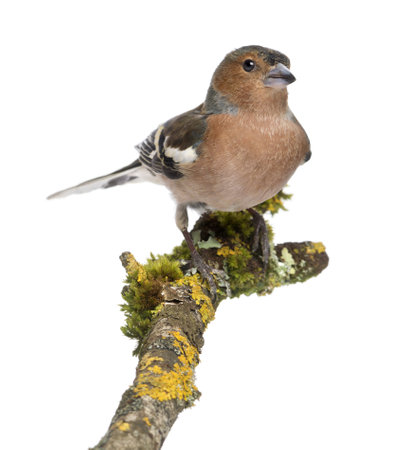 Male Common Chaffinch - Fringilla coelebs on branchの写真素材