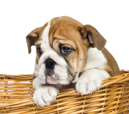 Close-up of an English Bulldog Puppy, 2 months old, in a wicker basket, isolated on whiteの写真素材