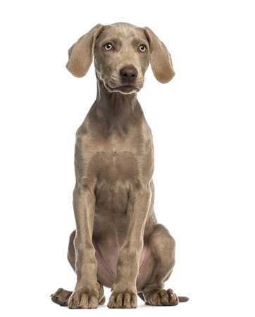 Weimaraner puppy, 2,5 months old, sitting and facing, isolated on whiteの写真素材