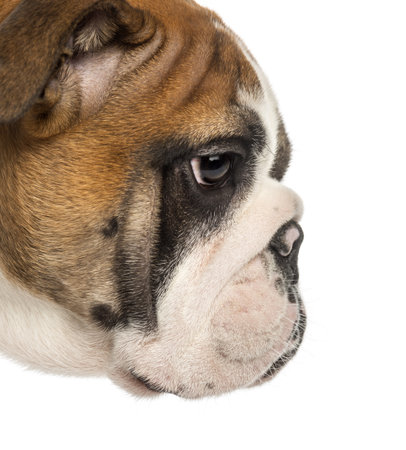 Close-up of an English Bulldog puppy profile, 3,5 months old, isolated on whiteの写真素材