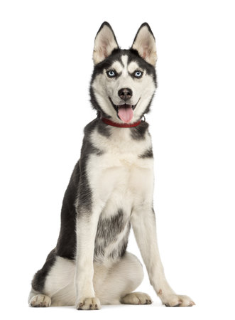 Siberian Husky puppy, 6 months old, sitting and panting, isolated on whiteの写真素材