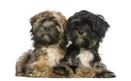 Tibetan Terrier, 4 months old, lying, isolated on whiteの写真素材