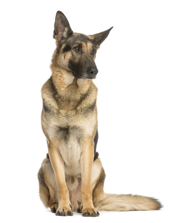 German shepherd sitting and looking away, 4,5 years old, isolated on whiteの写真素材