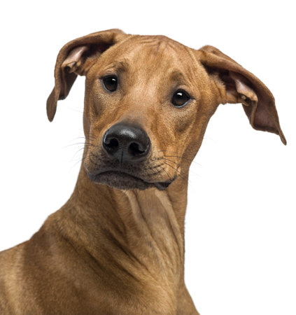 Close up of a Rhodesian Ridgeback looking at camera against white backgroundの写真素材