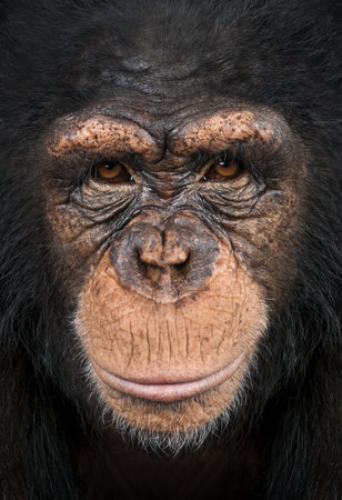 Close-up of a Chimpanzee looking at the camera, Pan troglodytesの写真素材