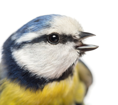 Close-up of a tweeting Blue Tit, Cyanistes caeruleus, isolated on whiteの写真素材